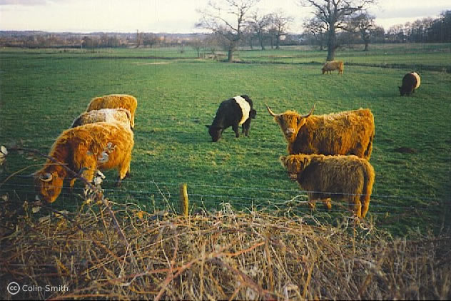 The farm, at Clay Lane, includes a farmhouse, two cottages, 