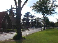 Picture of EsherGreen