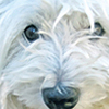 Pet Portraits