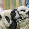 Guildford County Show