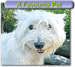 Pet Portraits