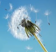  Allergy Clinics Logo Image