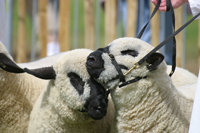 Guildford County Show